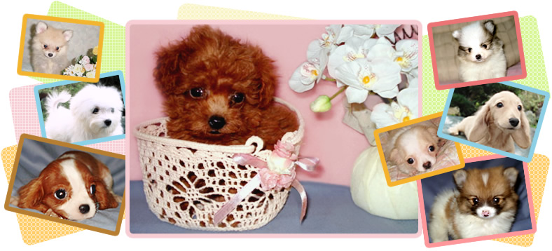 難波ブリーダー